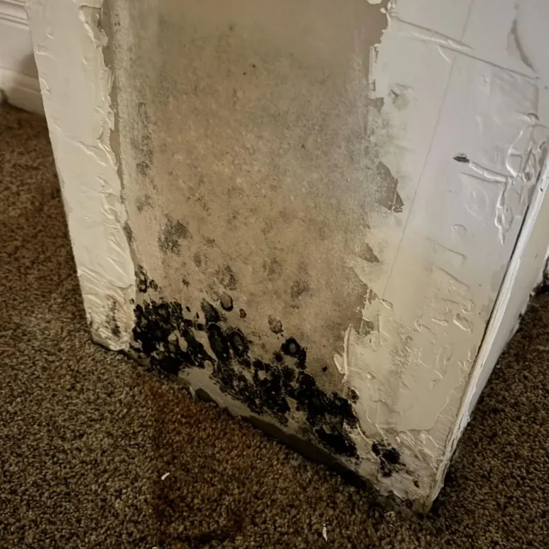 Professional Mold Removal in Tazewell County, VA